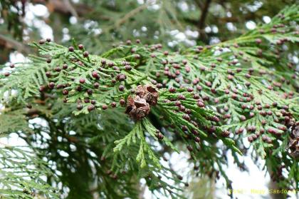 Chamaecyparis lawsoniana